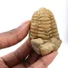 trilobites - 0