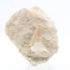 Diente de otodus fósil - 0