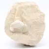 Diente de otodus fósil en ganga - 0