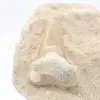Diente de otodus fósil en ganga - 1
