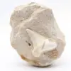 Diente de otodus fósil de Marruecos - 0