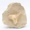 Otodus fósil Marruecos - 0