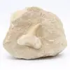 Diente de Otodus en ganga - 0