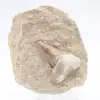 diente de otodus - 0