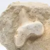Diente de tiburón otodus - 1