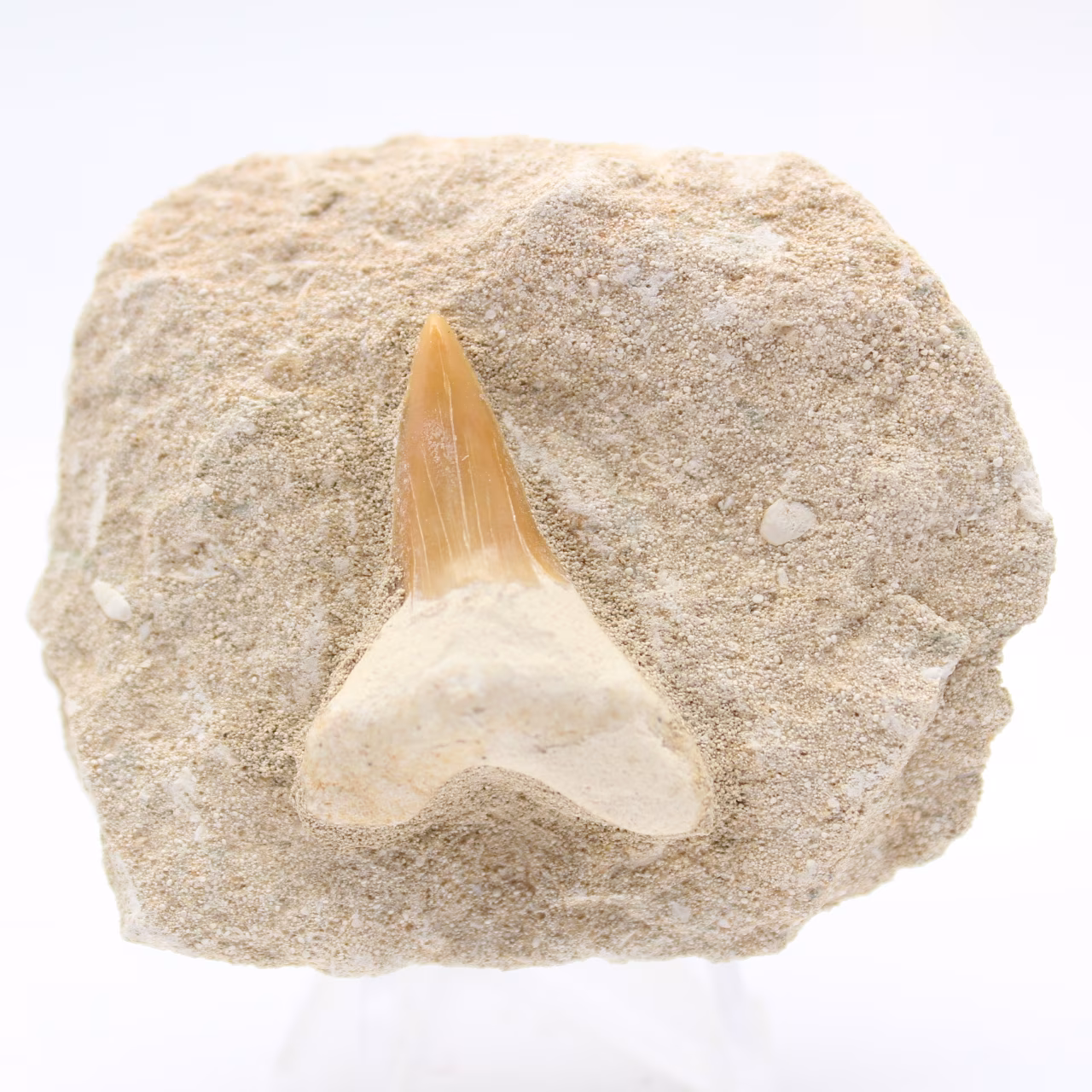 Diente de tiburón otodus fósil