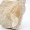 Diente de tiburón otodus - 1