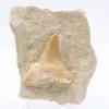 Otodus fósil Marruecos - 0