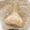 Diente fósil - 1
