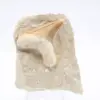 Diente de tiburón otodus - 0