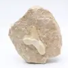 Diente de tiburón otodus - 0