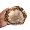 Madera fósil - 0