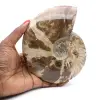 Amonita entera de Madagascar - 0