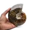 Amonita entera pulida - 0