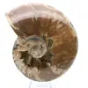 Amonita fosilizada entera - 1