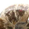 Amonita fosilizada entera - 4