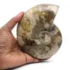Amonita entera pulida de Madagascar - 0
