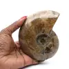 Amonita fósil entera pulida de Madagascar - 0