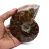 Amonita natural pulida de Madagascar - 0