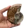 Fósil de amonita pulido natural - 0