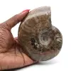 Amonita de Madagascar - 0