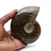 Amonita natural fósil - 0