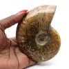 Amonita pulida - 0