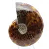 Amonita pulida de Madagascar - 2