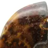 Amonita pulida de Madagascar - 4