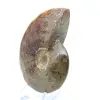 Amonita natural entera pulida de Madagascar - 3