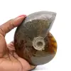 Amonita entera de Madagascar - 0