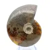 Amonita entera de Madagascar - 2