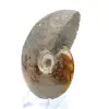 Amonita entera de Madagascar - 3