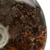 Amonita entera de Madagascar - 4