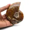 Amonita aserrada entera pulida - 0