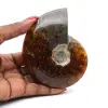 Amonita fósil entera de Madagascar - 0