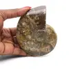 Fósil de amonita entero pulido - 0
