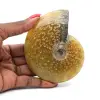 Amonita fósil entera pulida de Madagascar - 0