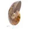 Amonita natural pulida de Madagascar - 3