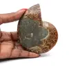 Fósil de amonita pulido natural - 0
