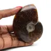 Amonita aserrada pulida - 0