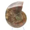 Amonita una pieza - 1