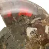 Amonita una pieza - 4