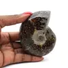 Amonita pulida de Madagascar - 0