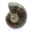 Amonita pulida de Madagascar - 1