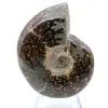 Amonita pulida de Madagascar - 2