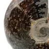 Amonita pulida de Madagascar - 4