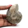 Amonita fósil de Madagascar - 0