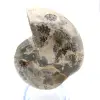 Amonita fósil de Madagascar - 1