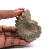 Amonita - 0